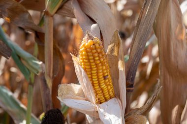 Olgun sarı mısır koçanları çiftçi tarlasında hasat etmeye hazır.