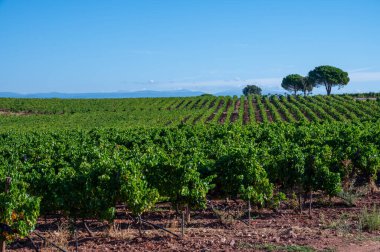 Fransa 'nın güneyindeki Cotes de Provence bölgesindeki üzüm bağlarında toplanmış olgun Syrah şarapları hasat etmeye, şarap yapmaya hazır.