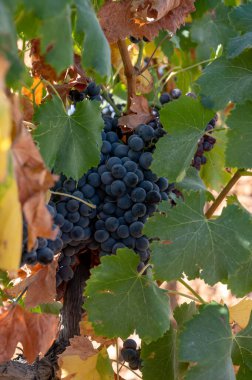 Fransa 'nın güneyindeki Cotes de Provence bölgesindeki üzüm bağlarında toplanmaya hazır gül ya da kırmızı şarap yapımında kullanılan olgun siyah ya da mavi üzümler.