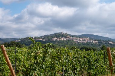 Fransa 'nın güneyinde, Grimaud, Provence bölgesi yakınlarındaki Cotes de Provence' deki üzüm bağlarında olgunlaşmış şarap üzümleri Fransa 'da gül şarabı üretiliyor.