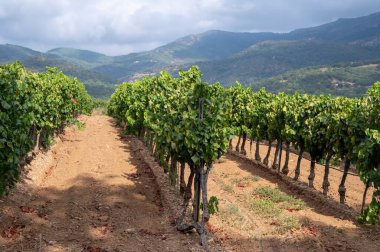Fransa 'nın güneyinde, Collobrieres, Provence bölgesi yakınlarındaki Cotes de Provence' deki üzüm bağlarında olgun şarap üzümleri, Fransa 'da gül şarabı üretimi.