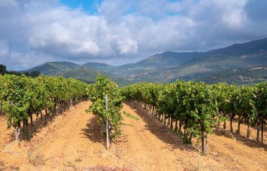 Fransa 'nın güneyinde, Collobrieres, Provence bölgesi yakınlarındaki Cotes de Provence' deki üzüm bağlarında olgun şarap üzümleri, Fransa 'da gül şarabı üretimi.