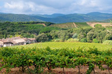 Fransa 'nın güneyinde, Collobrieres, Provence bölgesi yakınlarındaki Cotes de Provence' deki üzüm bağlarında olgun şarap üzümleri, Fransa 'da gül şarabı üretimi.