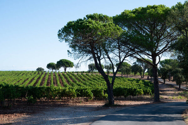 Ряды спелых сортов винограда сира на виноградниках в Котес-де-Провансе, область Прованс, юг Франции, готовые к сбору урожая, виноделие во Франции