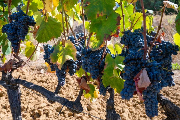 Uvas Maduras Vino Syrah Negro Azul Que Utilizan Para Elaboración — Foto de Stock