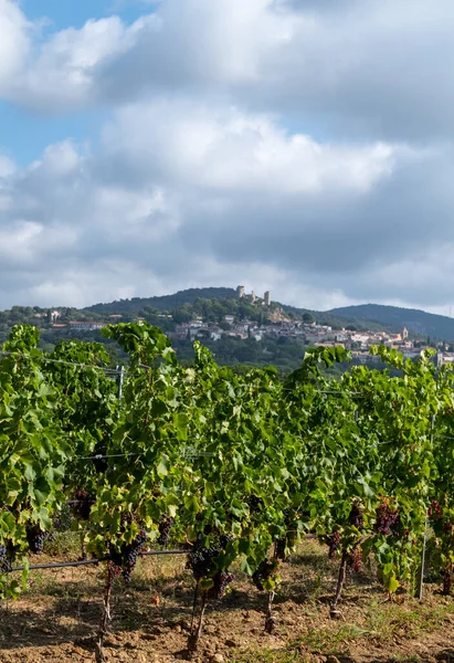 Filas Uvas Vino Maduras Plantas Viñedos Cotes Provence Cerca Grimaud — Foto de Stock