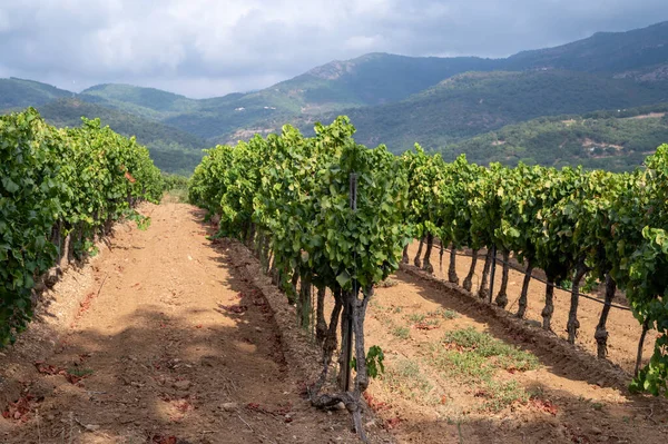 Filas Uvas Vino Maduras Plantas Viñedos Cotes Provence Cerca Collobrieres — Foto de Stock