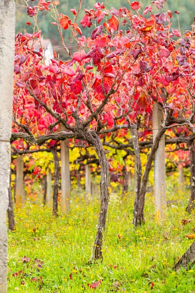 Oldest wine region in world Douro valley in Portugal, different varietes of red grape vines growing on vineyard in autumn after harvest, production of red, white and port wine.