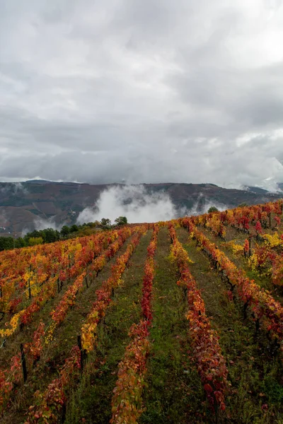 Kolorowy Jesienny Krajobraz Najstarszego Regionu Winiarskiego Światowej Dolinie Douro Portugalii — Zdjęcie stockowe