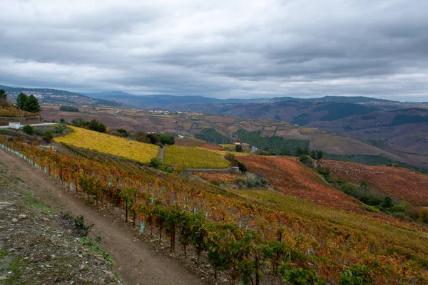 Colorido Paisaje Otoñal Región Vinícola Más Antigua Del Mundo Valle — Foto de Stock