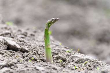 Tarlada yetişen yeşil kuşkonmaz hasat etmeye hazır.