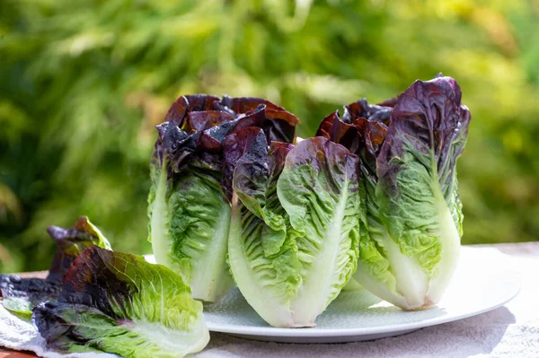 Vendemmia Fresca Viola Romana Cos Lattuga Gustoso Cibo Vegetariano — Foto Stock