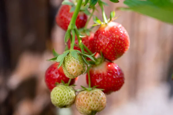 甜甜的成熟红草莓挂在花园里 — 图库照片