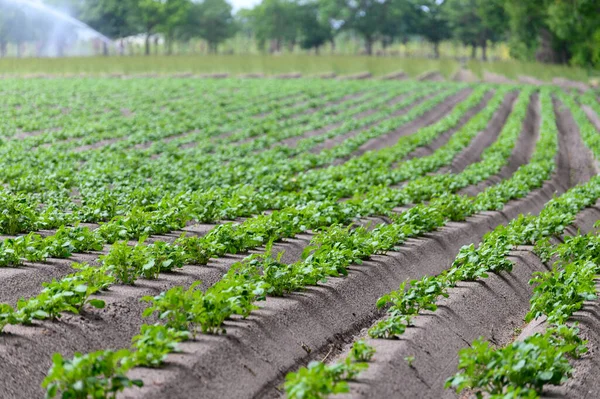 Young Potato Plants Growing Rows Farm Field Springtime — Stock Photo, Image