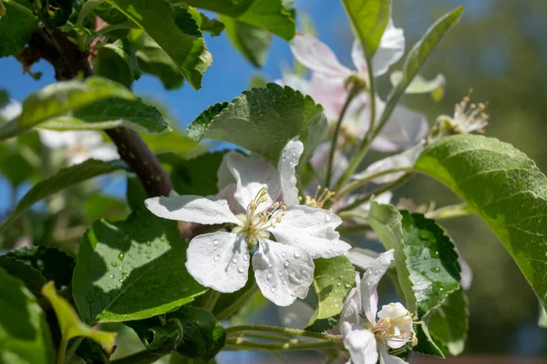 晴れた日にはリンゴの木の白い花が閉じます — ストック写真