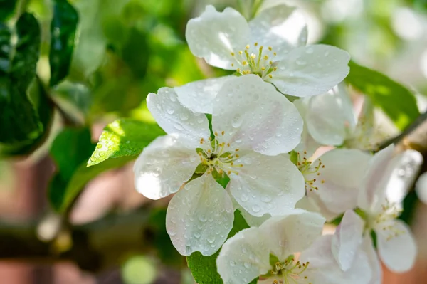 晴れた日にはリンゴの木の白い花が閉じます — ストック写真
