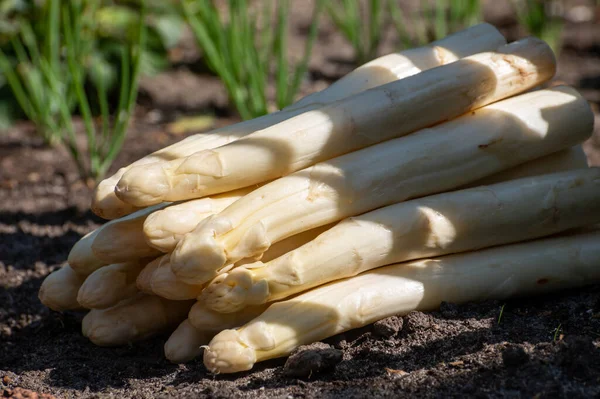 New Harvest High Quality Big Dutch Washed White Asparagus Vegetables — Stock Photo, Image