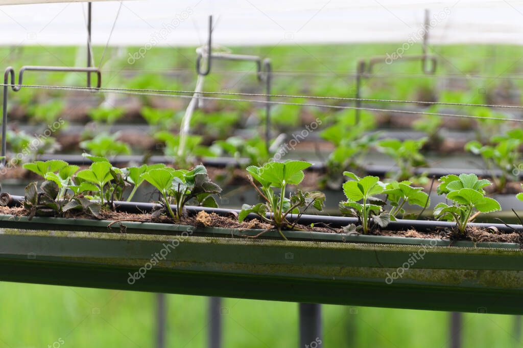 Bio farming in Netherlands, outdoor hydroponic shelved systems for cultivation of strawberry plants with plactic film protector