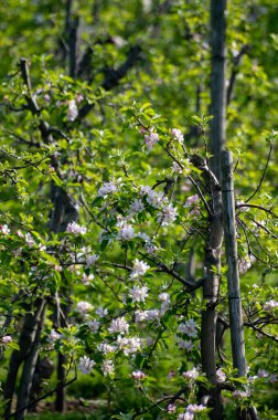 Bahar mevsiminde çiçek açan elma ağaçları güneşli bir günde tarım bahçelerinde sıralanır, Betuwe, Hollanda