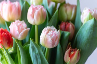 Limonlu bahar buketi. Pembe bahçe laleleri yakın.