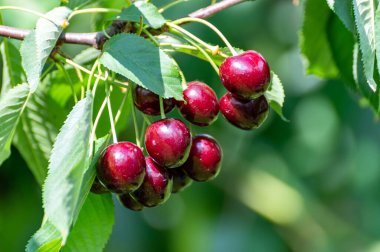 New harvest of big dark ripe sweet cherries on cherry trees plantation in Netherland clipart