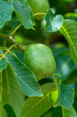Yeşil kabuklu büyük olgunlaşmamış fındıklı ceviz ağacı.