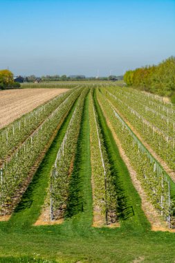 Çiçek açan erik, elma, kiraz, armut ağaçları, baharda tarım bahçelerinde, Varik, Betuwe, Hollanda