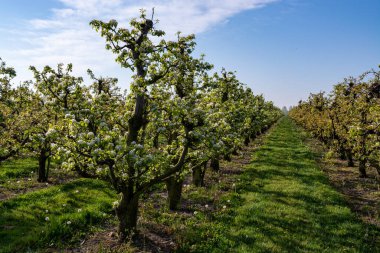Eski erik veya armut ağaçlarıyla sıralanmış, baharda beyaz çiçek açan tarla bahçelerinde, Betuwe, Hollanda