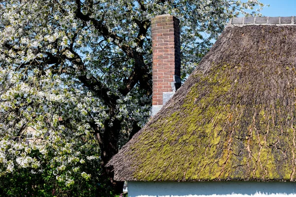지붕과 굴뚝이 네덜란드 겔데를란 벚나무가 과수원에 — 스톡 사진