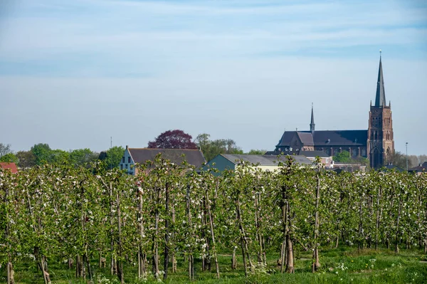 Springtime Fruit Region Betuwe Netherlands Dutch Old Church Blossoming Orchard — Stock Photo, Image