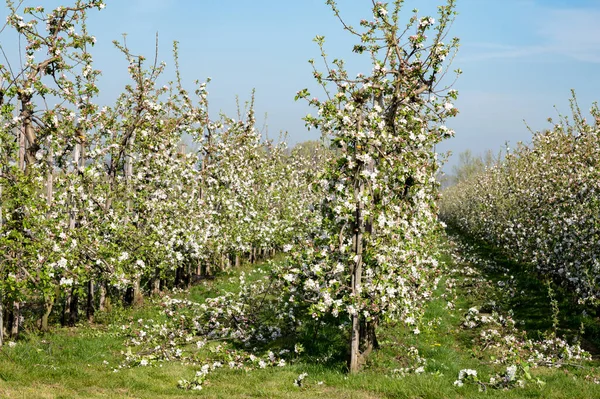 Virágzó Almafákkal Teli Sorok Tavasszal Mezőgazdasági Gyümölcsösökben Napsütéses Időben Betuwe — Stock Fotó