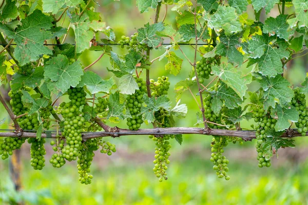 Sommerzeit Auf Holländischen Weinbergen Junge Grüne Weintrauben Hängen Und Reifen — Stockfoto