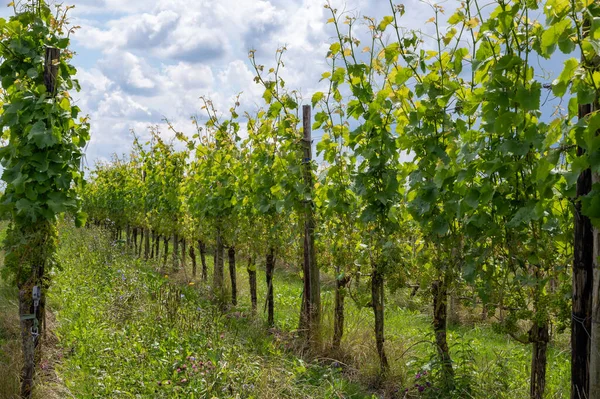 Summertime Dutch Vineyard Young Green Wine Grapes Hanging Ripening Grape — Stock Photo, Image