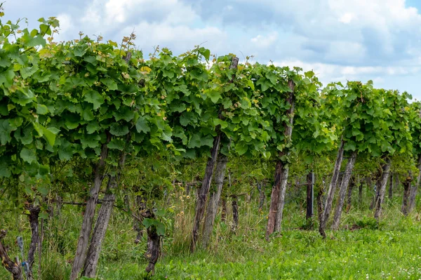 Lato Holenderskiej Winnicy Młode Zielone Winogrona Wiszące Dojrzewające Winogronach — Zdjęcie stockowe