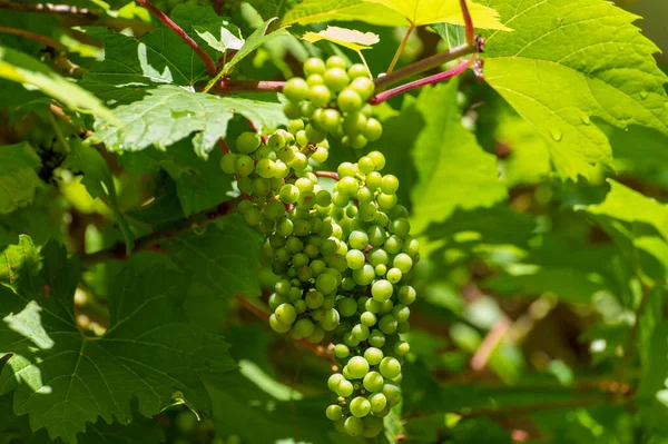 Zomer Wijngaard Jonge Groene Wijndruiven Opknoping Rijping Druivenplanten — Stockfoto