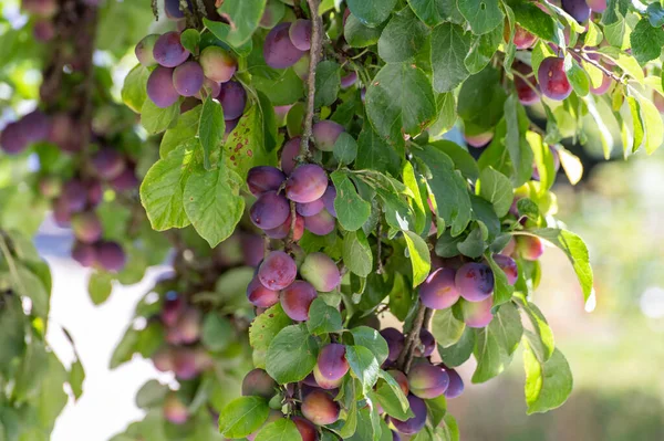 Pruimenboom Met Veel Rijpe Paarse Vruchten Klaar Oogsten — Stockfoto