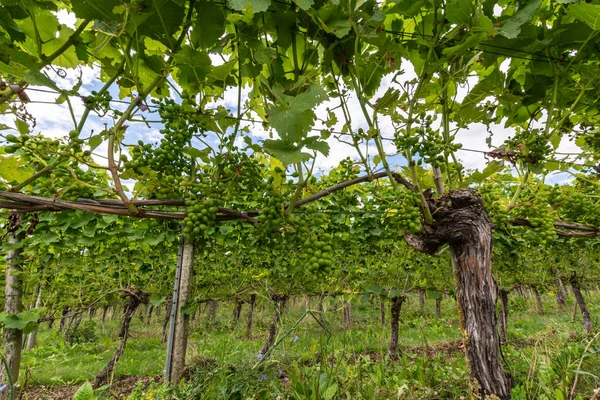 Horário Verão Vinha Holandesa Uvas Jovens Vinho Verde Penduradas Maduras — Fotografia de Stock