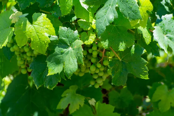 Sommartid Vingård Unga Gröna Vindruvor Som Hänger Och Mognar Druvväxter — Stockfoto