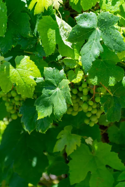 Літній Час Винограднику Молодий Зелений Виноград Висить Дозріває Виноградних Рослинах — стокове фото