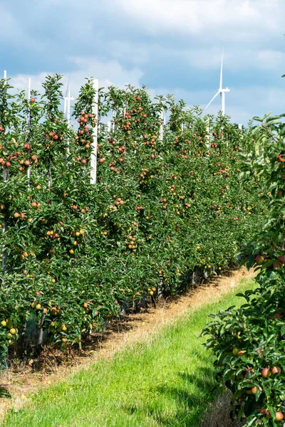 荷兰Gelderland的Betuwe绿树成荫 果实成熟的果园 — 图库照片