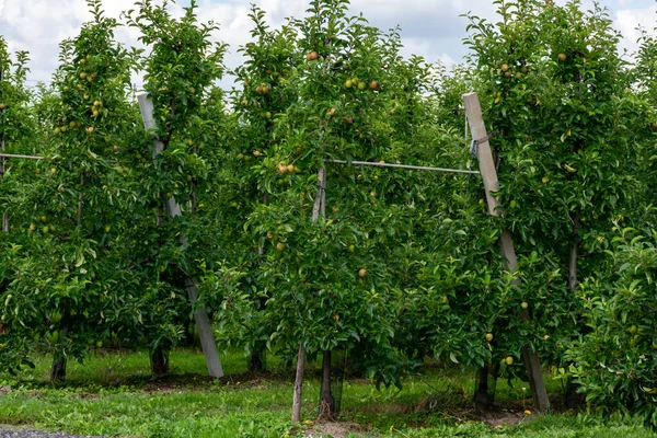 Gröna Ekologiska Fruktträdgårdar Med Rader Äppelträd Med Mognande Frukter Betuwe — Stockfoto