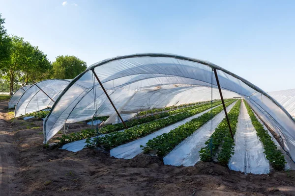采用塑性栽培法种植草莓果实 并在温室乙烯通道内的塑料覆盖物上种植 — 图库照片