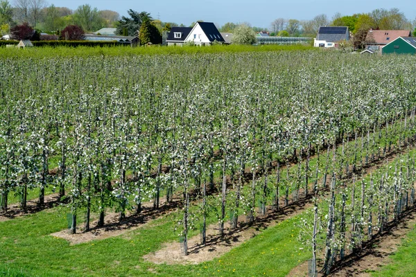 Rows Blossoming Apple Fruit Trees Springtime Farm Orchards Sunny Day — Stock Photo, Image