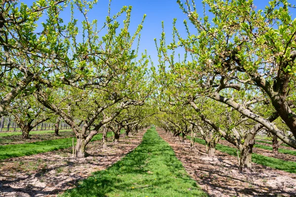 Reihen Mit Alten Pflaumenbäumen Mit Weißer Blüte Frühling Obstplantagen Betuwe — Stockfoto