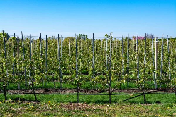 Linhas Com Ameixa Velha Árvores Fruto Pêra Com Flor Branca — Fotografia de Stock