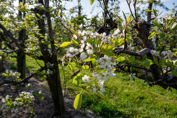 Rows Old Plum Pear Fruit Trees White Blossom Springtime Farm — Stock Photo, Image