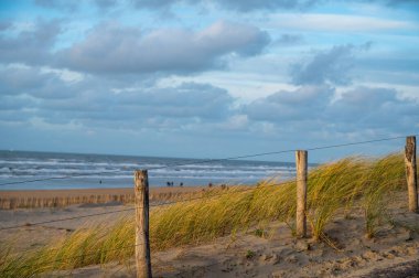Kışın Hollanda 'nın Zandvoort kenti yakınlarındaki Kuzey Denizi' nin geniş rüzgarlı sahillerinde kumlu kumulları rüzgardan korur.