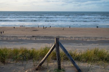 Kışın Hollanda 'nın Zandvoort kenti yakınlarındaki Kuzey Denizi' nin geniş rüzgarlı sahillerinde kumlu kumulları rüzgardan korur.