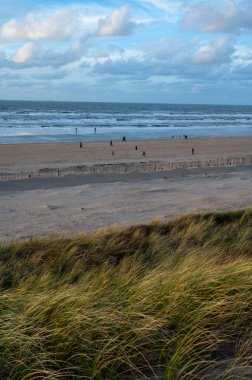 Kışın Hollanda 'nın Zandvoort kenti yakınlarındaki Kuzey Denizi' nin geniş rüzgarlı sahillerinde kumlu kumulları rüzgardan korur.