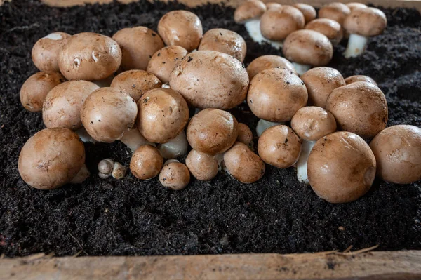 Brązowe Grzyby Champignons Rosnące Podziemnych Jaskiniach Kanne Belgia Zbliżenie — Zdjęcie stockowe